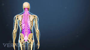 The human back, also called the dorsum, is the large posterior area of the human body, rising from the top of the buttocks to the back of the neck. Normal Spinal Anatomy