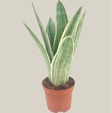 Image result for Sansevieria metallica