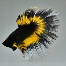 Our bettas are hand selected from the best farms in thailand. Male Betta 034 Butterfly Black Mustard A 979 034 Super Premium Rare Find Collection Betta Fish Betta Siamese Fighting Fish