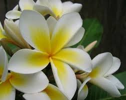 Jasmine National Flower Of Pakistan In 2020 National Symbols Jasmine Flower Pakistan