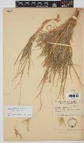 Image result for Bothriochloa radicans