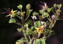 Image result for Cleome densifolia