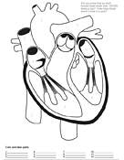 Download 852 realistic heart free vectors. Coloring Pages And Worksheets Ask A Biologist