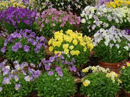 Expect violas to go dormant or die back during the. How To Grow And Care For Violas World Of Flowering Plants