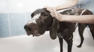 Country living's country vet, dr. 5 Ways Routine Grooming Services Benefit Your Pet S Health Cat Dog Boarding In Victoria Bc Puppy Love The Cats Meow