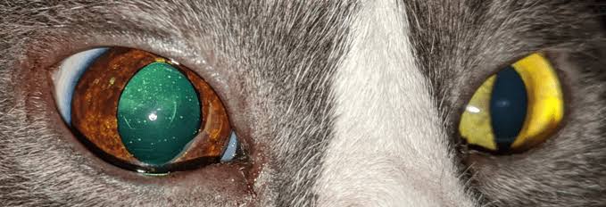 Feline Iris Hyperpigmentation - MSPCA-Angell