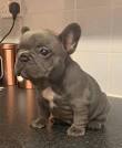 French Bulldog Dog Breed Information - American Kennel Club