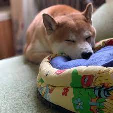 Fox Like Dog Shiba Inu Prix D Un Shiba Inu Au Japon Shiba Ad Shibainupuppy Shibainuwallpaper Shibainufunny Shiba Inu Shiba Inu Puppy Shiba Inu Dog