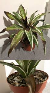 Most dracaenas are grown as houseplants. Is My Dracaena Beyond Saving Leaves Turning Black And The Soil Has White Mold Plantclinic