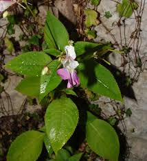 Image result for Impatiens psychadelphoides