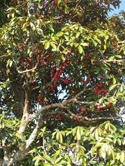Image result for Ancylobothrys robusta