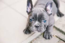 Have blue coats with patches of white or cream. Blue French Bulldog Guide Everything You Need To Know