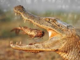 Image result for crocodile