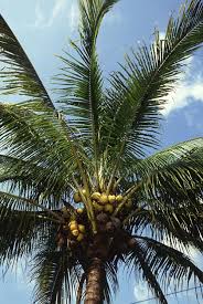 Kalau anda sedang cari idea, bolehlah cuba 25 jenis. Pokok Palma Wikipedia Bahasa Melayu Ensiklopedia Bebas
