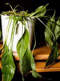 See full list on wikihow.com Why Peace Lily Keeps Wilting Troubleshooting A Drooping Peace Lily Plant