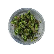 Image result for Solanum sp. B