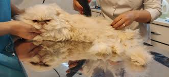 گالری تصاویر بخش گرومینگ | کلینیک آدورینا