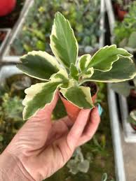 Image result for Kalanchoe laciniata