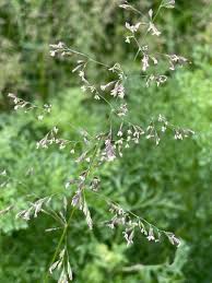 Image result for Poa leptoclada