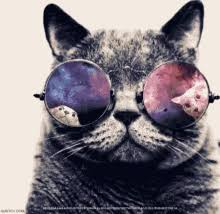 Nov 04, 2013 · that looks amazing. Cat Sunglasses Gifs Tenor