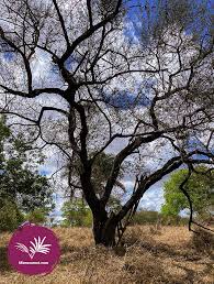 Image result for Mimosa scabrella