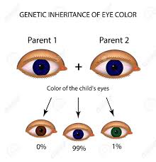 genetic inheritance of eye color brown blue green eyes infographics