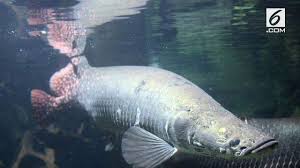 Di bina pada 2004 dan mula beroperasi pada 1 januari 2009, taman ikan air tawar kuala selangor tempat sesuai untuk mempelajari hidupan ikan air tawar dan lokasi rekreasi seisi keluarga. Streaming Arapaima Ikan Air Tawar Terbesar Dunia Dipelihara Di Jombang Vidio