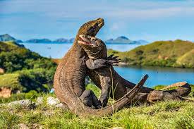 Mulai dengan cara naik pesawat, naik informai penting perlu anda tahu di labuan bajo. Wisata Ke Tn Komodo Saat New Normal Ini Syarat Surat Yang Perlu Dibawa