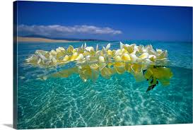 Maybe you would like to learn more about one of these? Plumeria Lei Floating On Ocean Surface Wall Art Canvas Prints Framed Prints Wall Peels Great Big Canvas