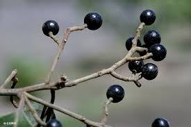 Image result for Cryptocarya liebertiana