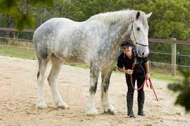 Belgian Draft Horse Info Origin History Pictures