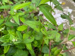 Image result for Persicaria nepalensis