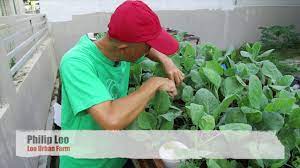 Prior to the introduction of conventional chemical pesticides, paddy farmers in sri lanka used a wide range of traditional pest control practices. Remove Caterpillar From Growbed Urban Agriculture City Farming Pest Control Youtube
