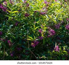 Image result for Cestrum × cultum
