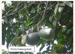 Image result for Picralima nitida