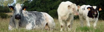 Birgit and aksel rubæk run three properties, which are located in we are also working on breeding polled belgian blues, and here we have seven livestock which are up to 87% belgian blue. Belgian Blue Cattle International Series