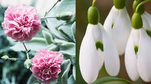 Birth Flowers For Each Month Of The Year Here S Everything You Need To Know About Your Birth Flower And What It Means Birth Month Flowers Birth Flowers January Birth Flowers