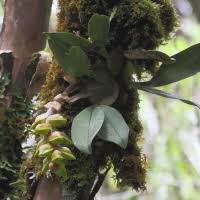 Image result for Bulbophyllum injoloense