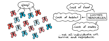 Evolution only occurs when there is a change in gene frequency within a population over time. Darwin Evolution Natural Selection Article Khan Academy