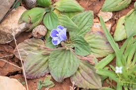 Image result for Craterostigma hirsutum