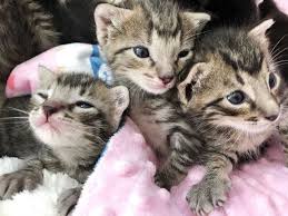 These free cat photos are purrfect. Support Windy Kitty Cat Cafe S Effort To Save Kittens And Build A Nursery