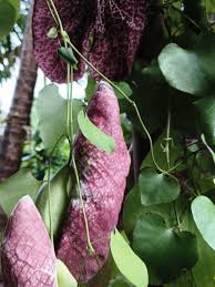 Image result for Aristolochia heppii