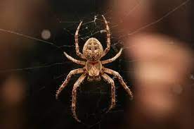 Spiders have no more connection with karma than any other animals. Spider Symbolism Spider Superstition Spider Legend