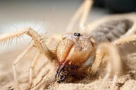 Camel spiders are a cross between spider and scorpion, and get their name from rumours that they would run underneath camels, and the largest individuals have been reported as 30cms long. Camel Spiders Distinguishing Fact From Fiction With 5 Myths Unraveled Pest Wiki