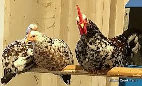 Maybe you would like to learn more about one of these? Flies In The Chicken Coop Need To Go Timber Creek Farm