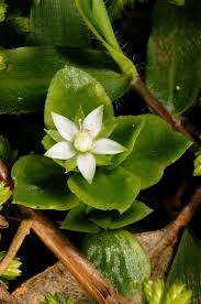 Image result for Crassula alsinoides