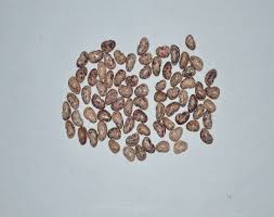 Image result for Macrotyloma