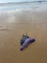 Deekila sherpa and aniket sextape received the sense she is