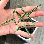 Image result for Adenia kirkii