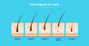 As the hair grows and becomes stronger, it continues into the later anagen phase. Are You Timing Your Laser Hair Removal Correctly Australian Skin Clinics